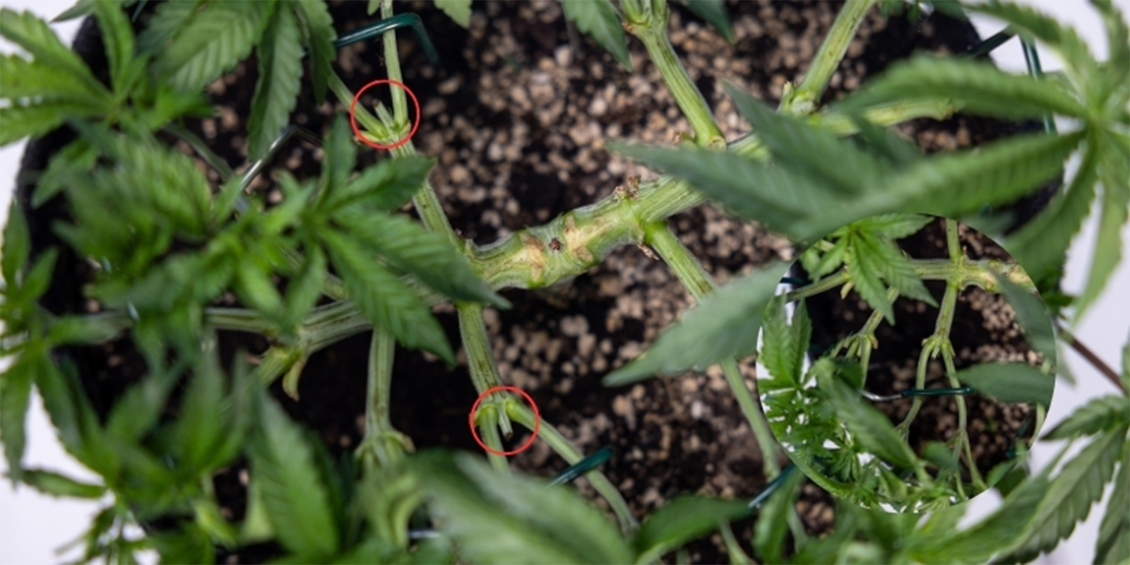 Kann man Cannabis mehrfach toppen?