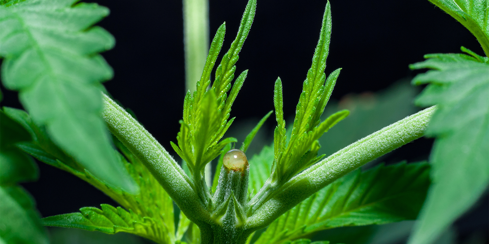 Pflege nach dem Topping