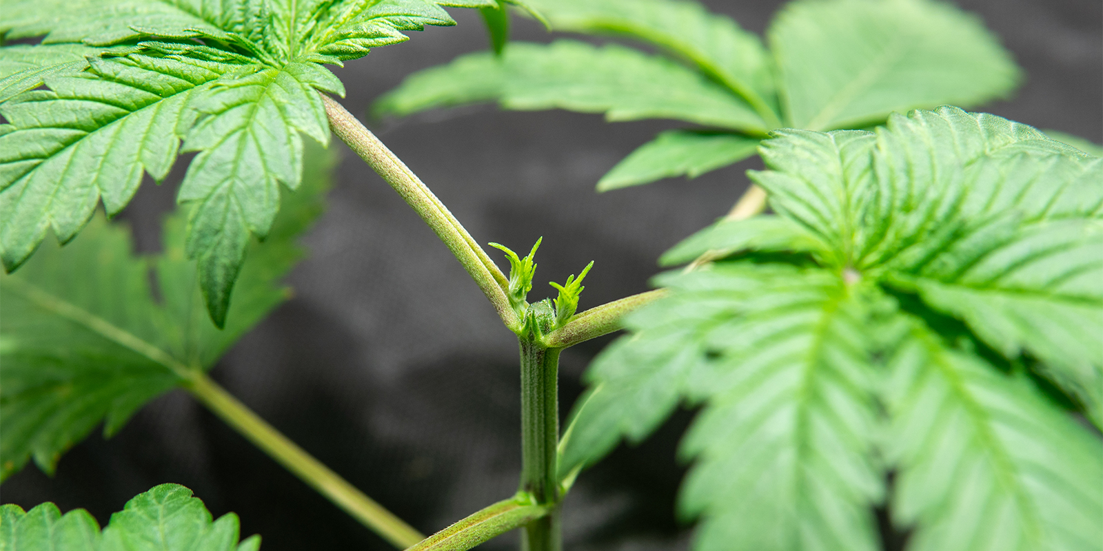 Autoflower toppen vs. Photoperioden
