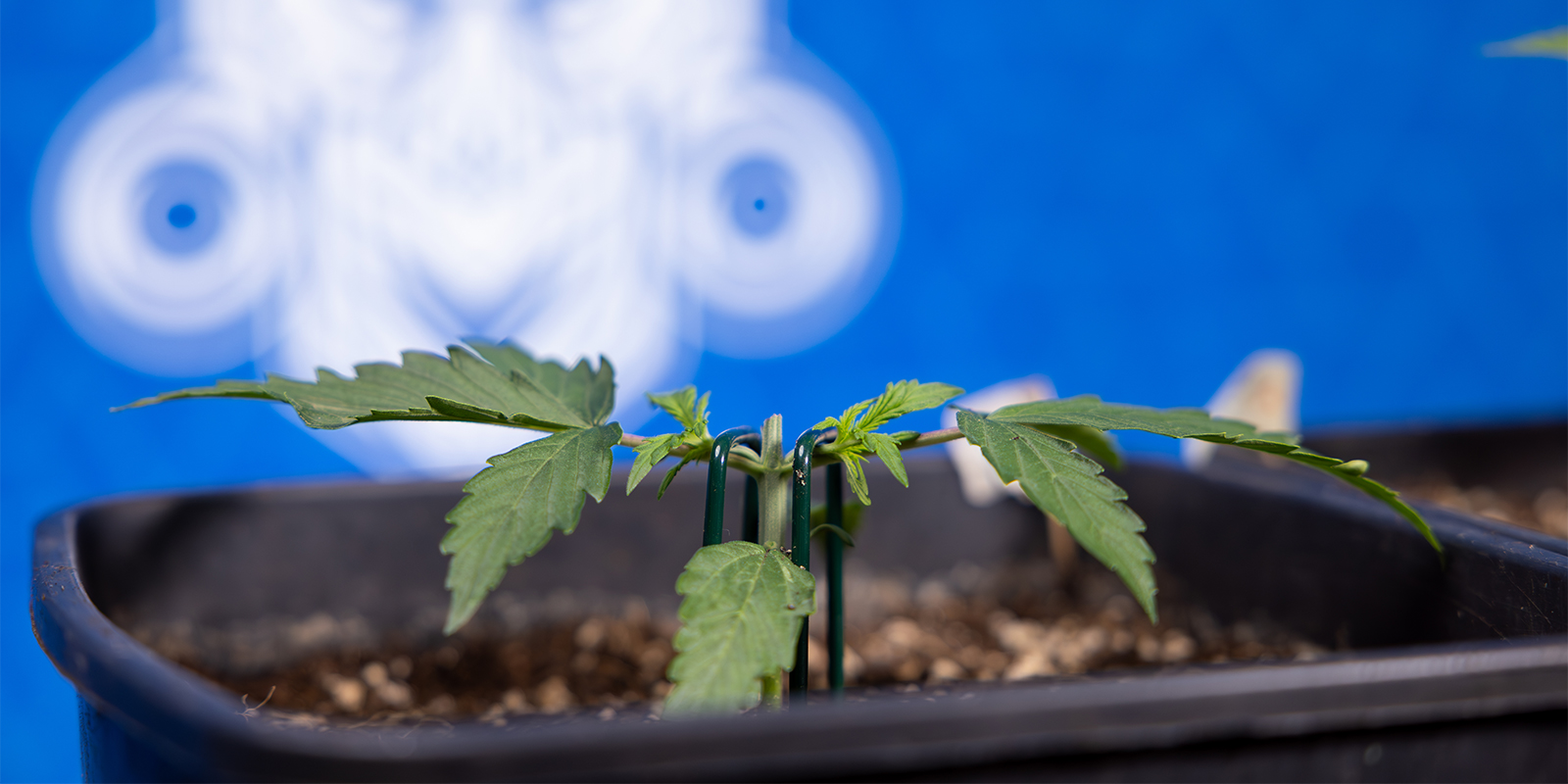 Was ist Topping bei Cannabispflanzen?