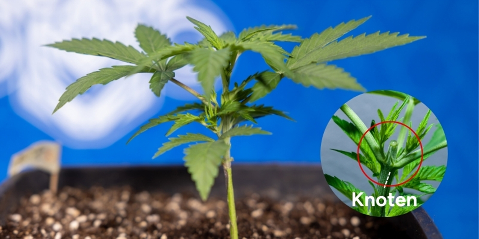 Wann sollte man Cannabis toppen?