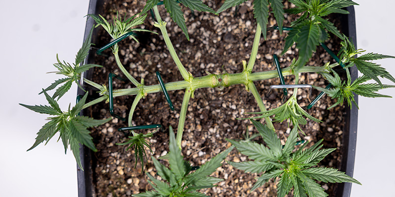Low-Stress-Training (LST)