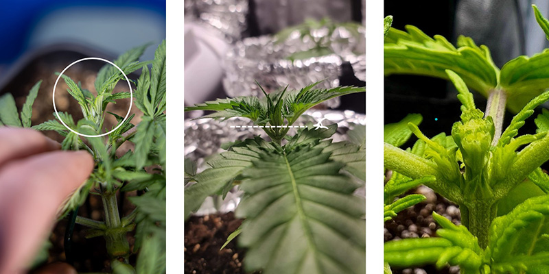 Schritt‑für‑Schritt: Wie du Cannabis richtig fimmen kannst