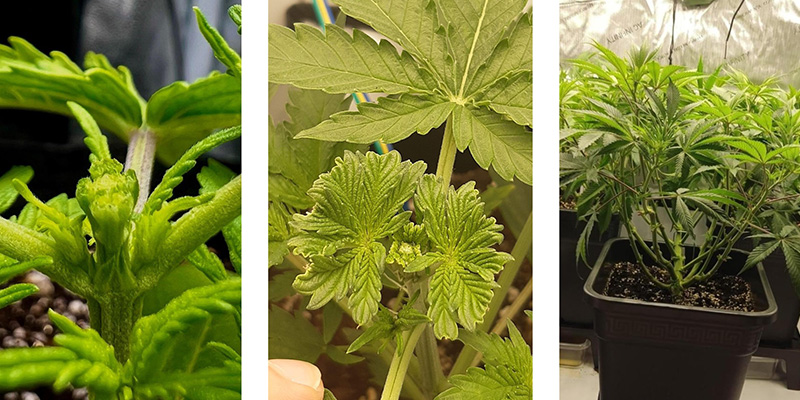 Warum Fimming bei Cannabis?