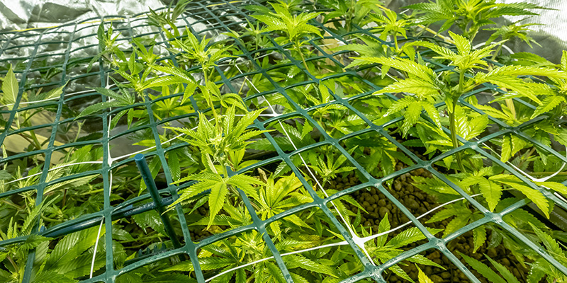 Screen of Green (ScrOG)-Methode