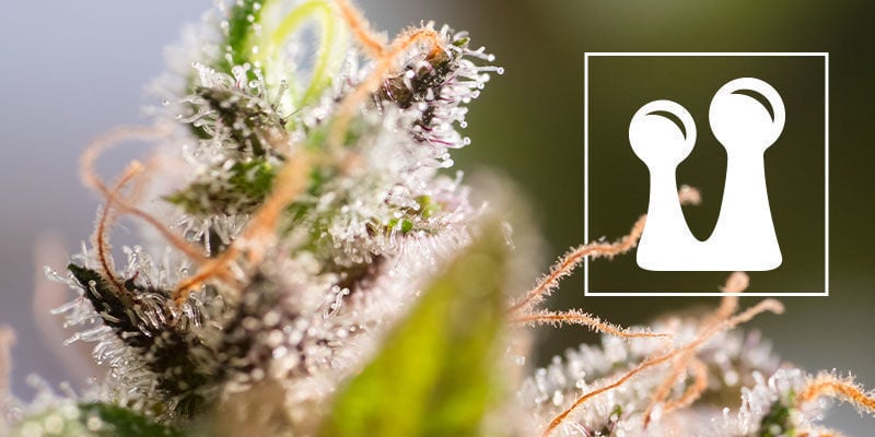 Alles Wissenswerte Über Trichome