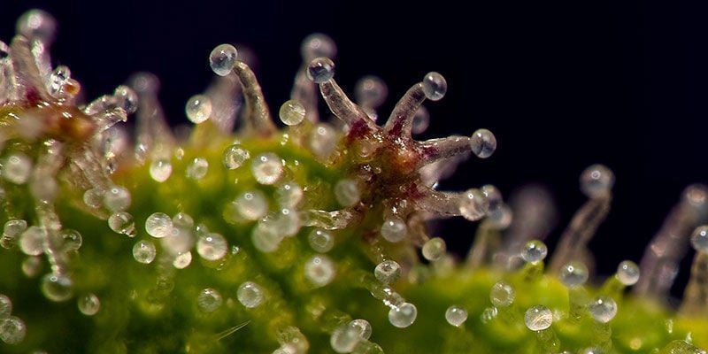 Nutze Trichome auf dem Höhepunkt ihrer Entwicklung!