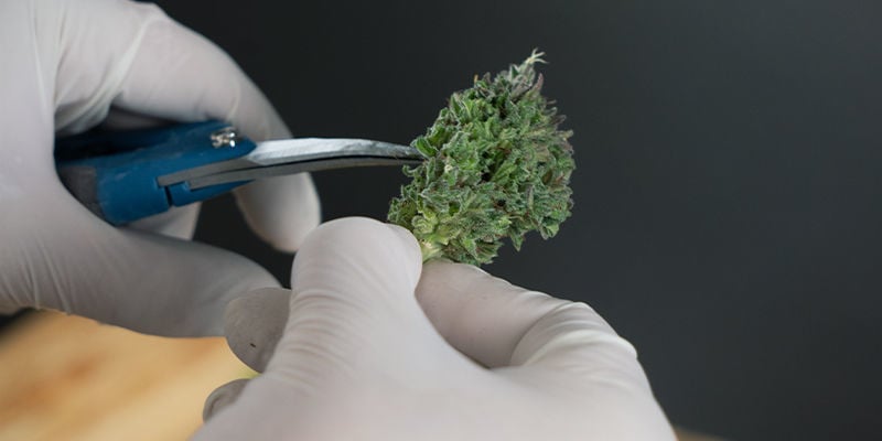Wie man Cannabis trimmt