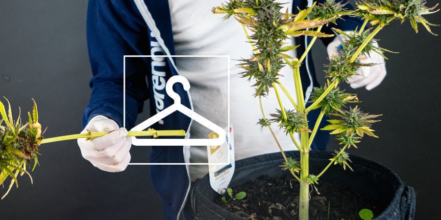 So kann man Cannabis ernten, trocknen und aushärten