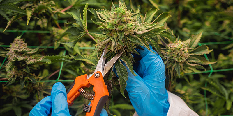Häufige Fehler beim Ernten von Cannabis