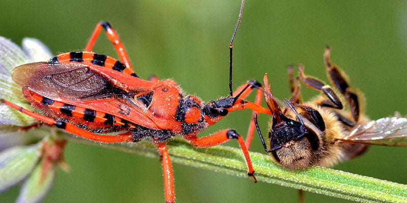 Nützliche Insekten zur Verbesserung des Cannabisanbaus