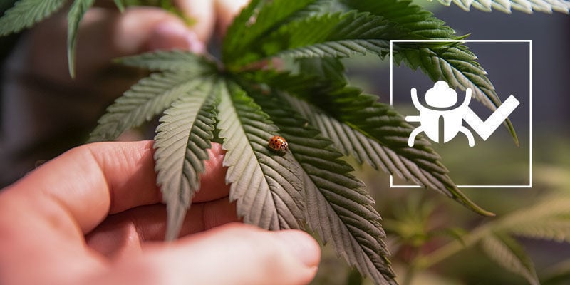Insekten, Die Helfen Können, Besseres Cannabis Anzubauen