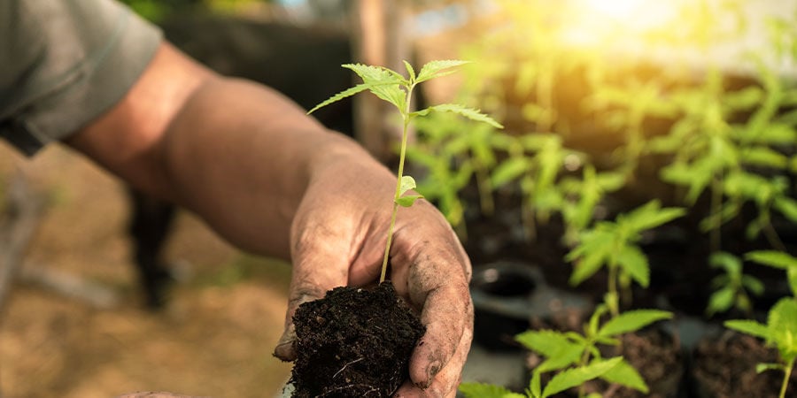 Wann sollten Cannabis-Sämlinge umgetopft werden