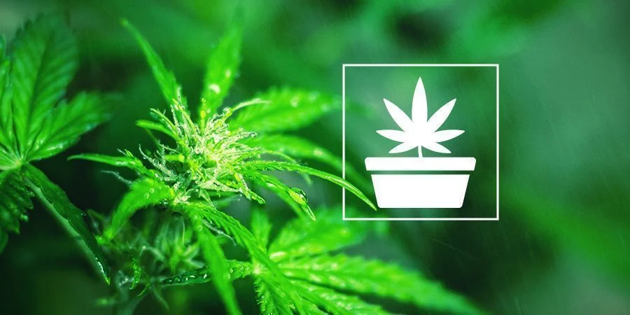 Die Wachstumsphase Beim Cannabisanbau