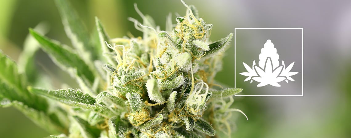 Die Blütephase Des Cannabisanbaus