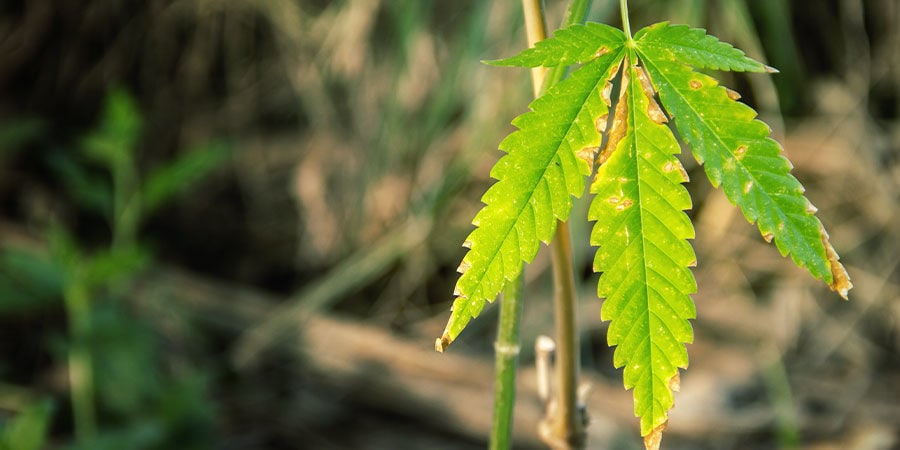 Wie man Probleme mit dem NPK-Verhältnis bei Cannabis erkennt