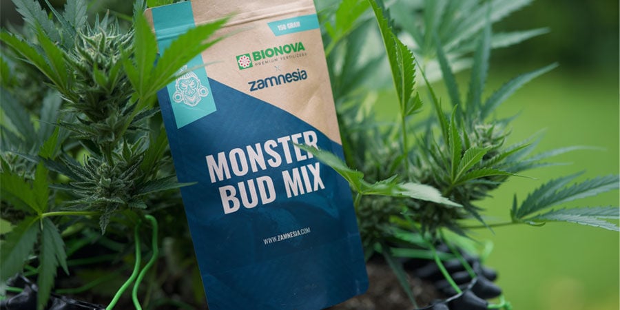 Welche Nährstoffe benötigen autoflowering Cannabispflanzen?
