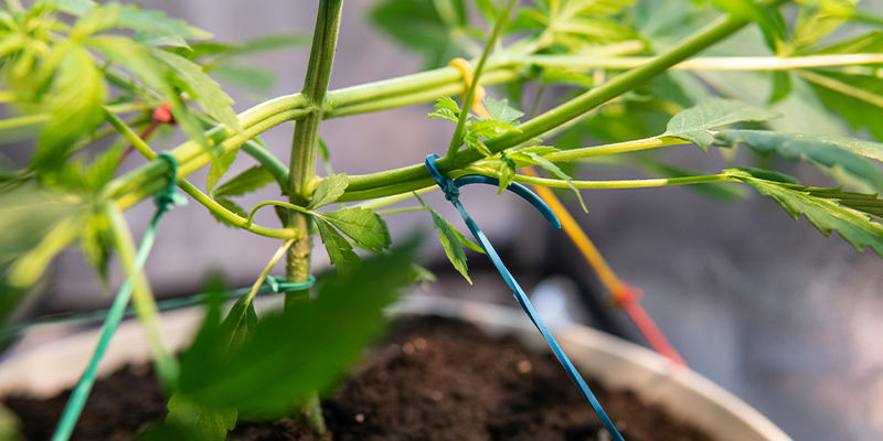 Ziehe LST oder ScrOG in Erwägung