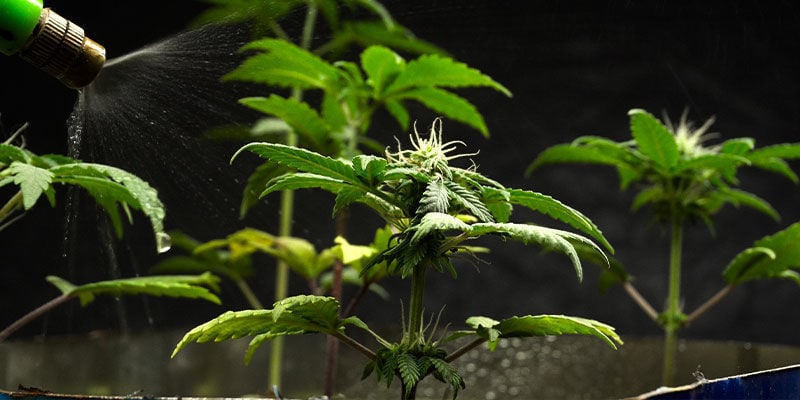 Wie Man Neemöl Bei Cannabispflanzen Indoor Richtig Anwendet