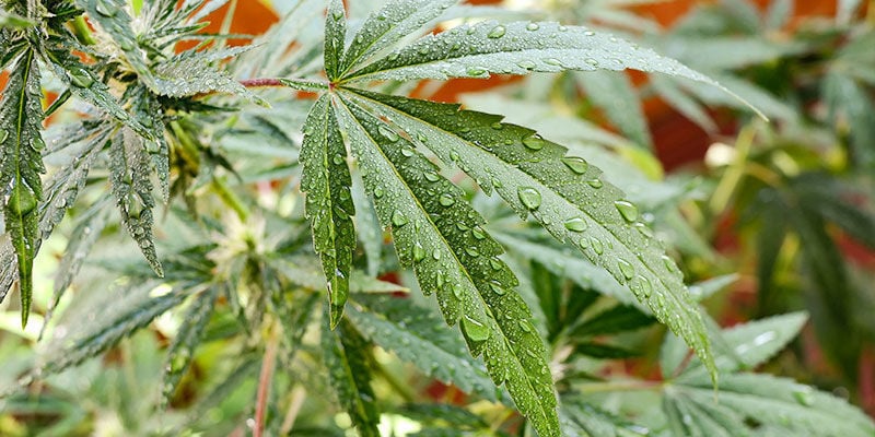 Wie Man Neemöl Bei Cannabispflanzen Im Freien Anwendet