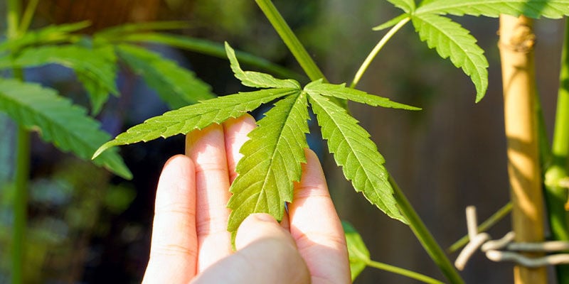 Tipps Zur Anwendung Von Neemöl Bei Cannabispflanzen
