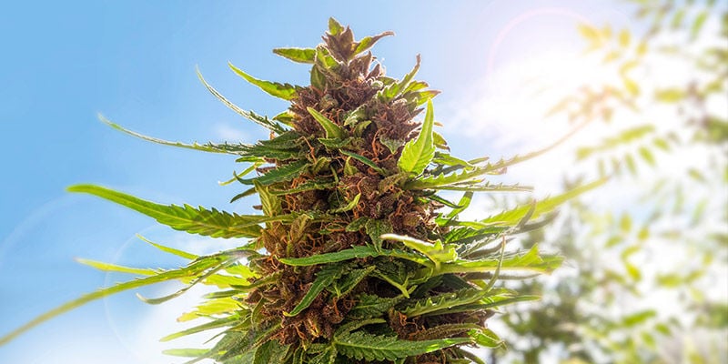 Warum sollte man Cannabis im Garten anbauen?