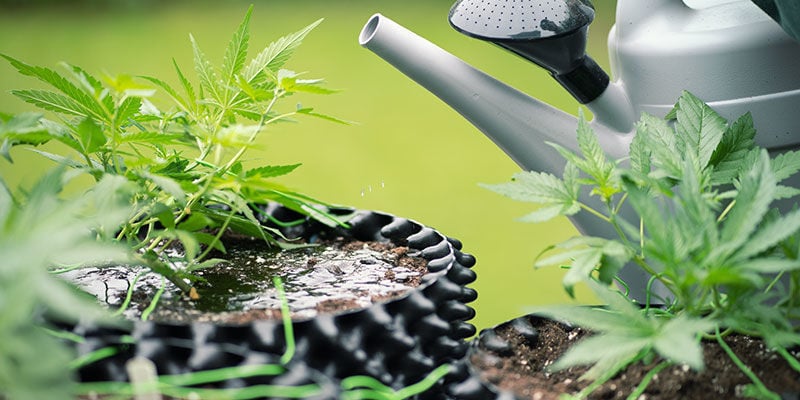 Warum Cannabispflanzen spülen?