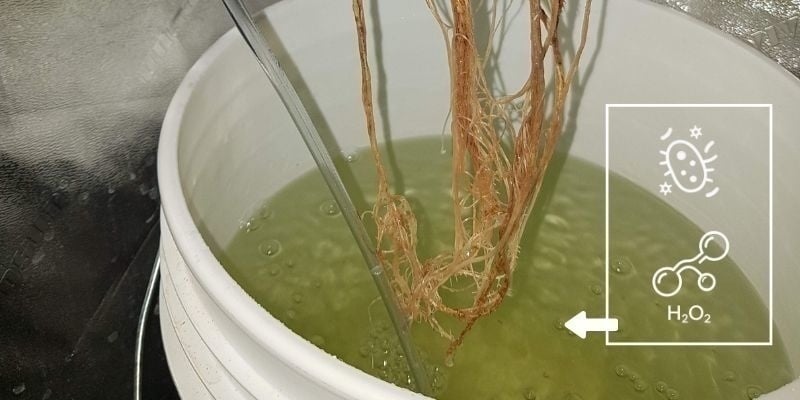 Behandlung mit H₂O₂ oder nützlichen Bakterien