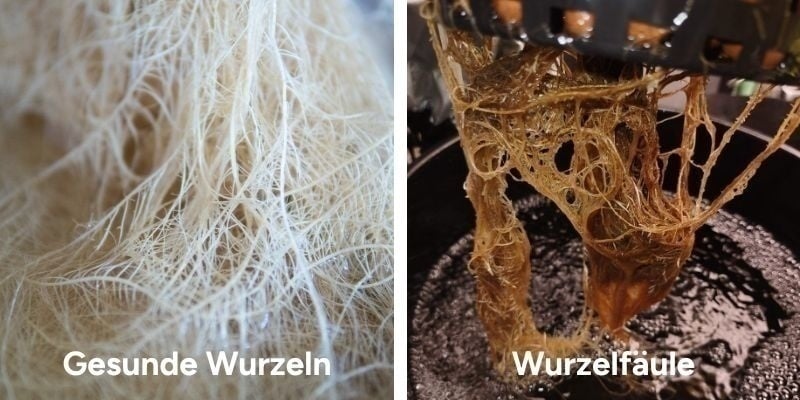 Was ist Cannabis-Wurzelfäule?