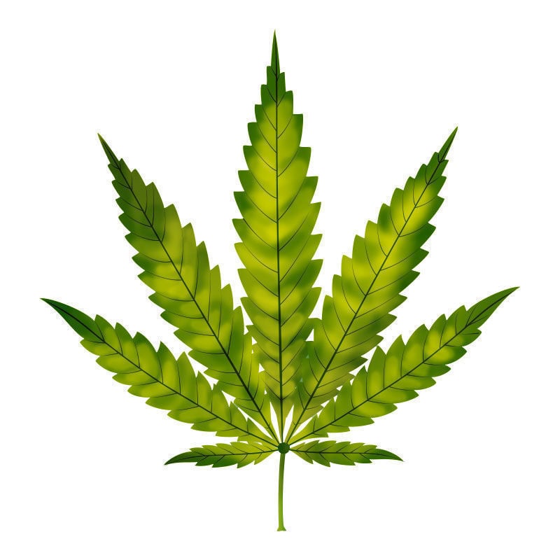 Stickstoffmangel Bei Cannabispflanzen: Beginn des Stickstoffmangels