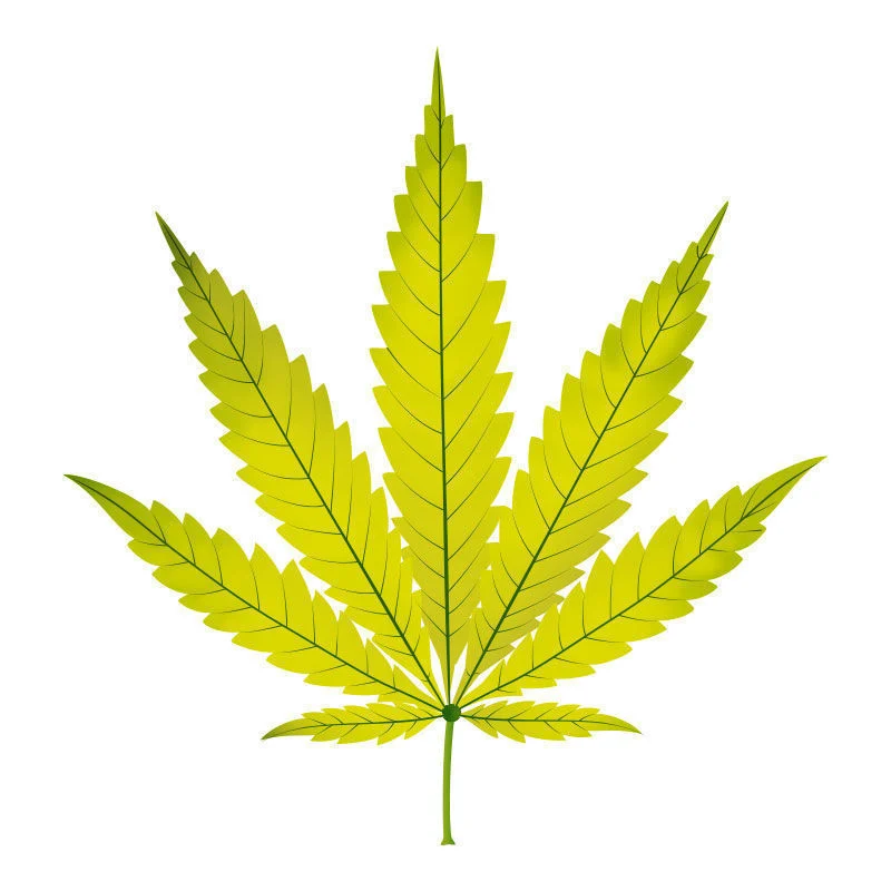 Stickstoffmangel Bei Cannabispflanzen: Spätstadium des Stickstoffmangels