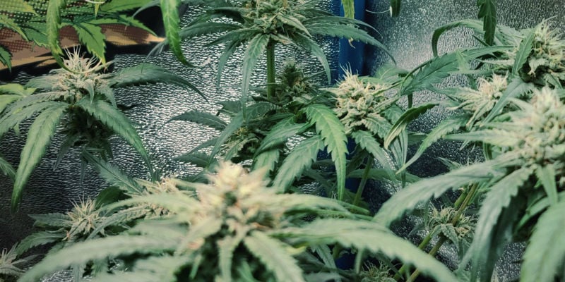 So sieht Stickstofftoxizität bei Cannabispflanzen aus