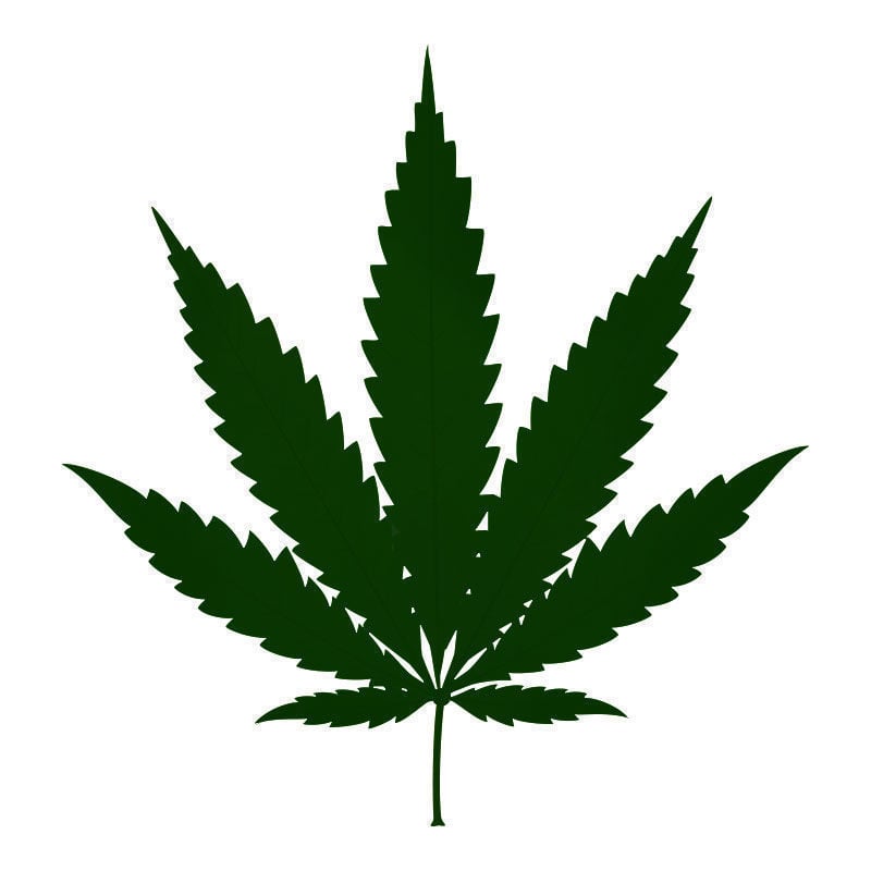 Stickstofftoxizität Bei Cannabispflanzen: Spätstadium der Stickstofftoxizität