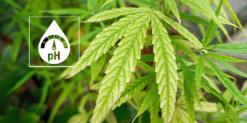 So stellst du fest, ob es sich um einen Cannabis-Magnesiummangel handelt