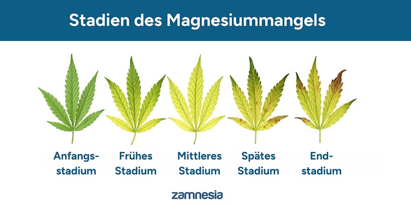 Verlauf eines Magnesiummangels