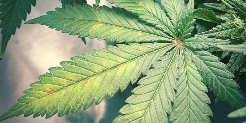 Wie ein Magnesiummangel bei einer Cannabispflanze aussieht