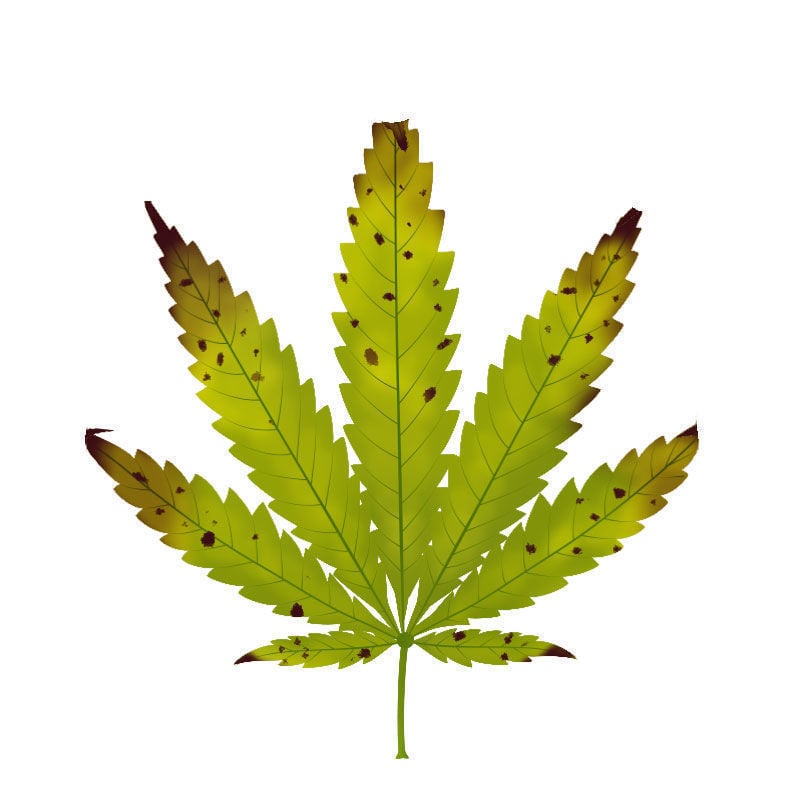 Magnesiummangel Bei Cannabispflanzen: Spätstadium des Magnesiummangels