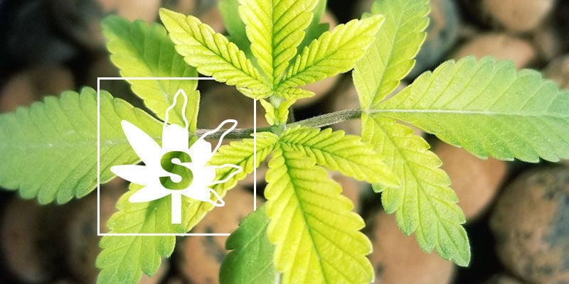 Schwefelmangel Bei Cannabispflanzen