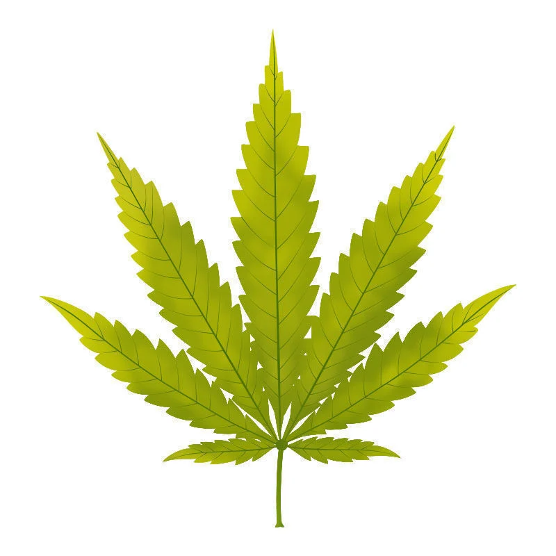 Schwefelmangel Bei Cannabispflanzen: Beginn des Schwefelmangels