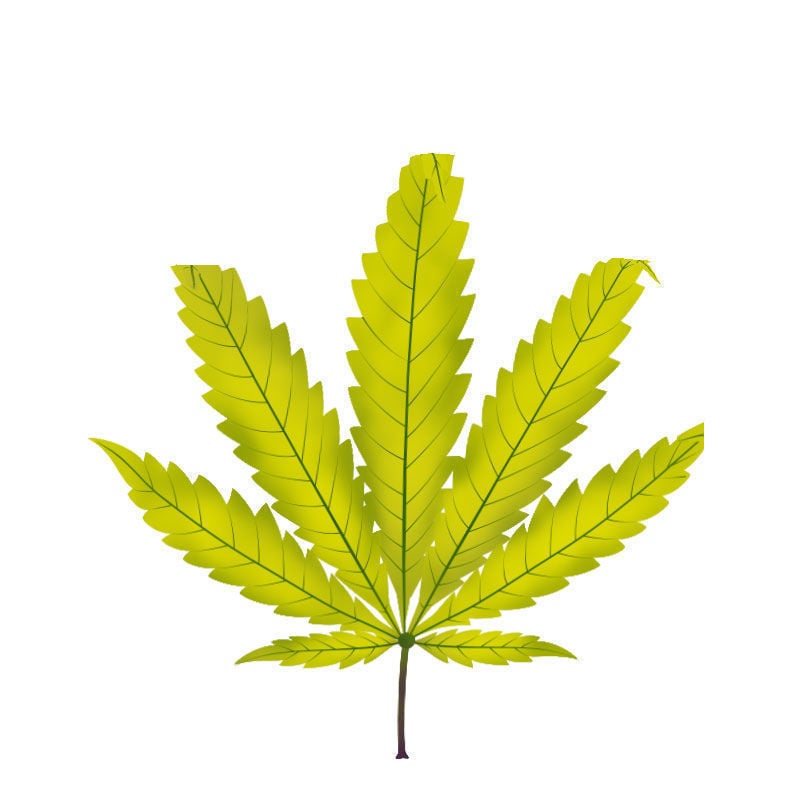 Schwefelmangel Bei Cannabispflanzen: Spätstadium des Schwefelmangels