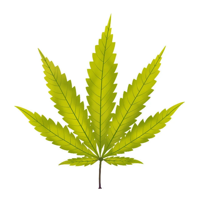 Schwefelmangel Bei Cannabispflanzen: Fortschreiten des Schwefelmangels