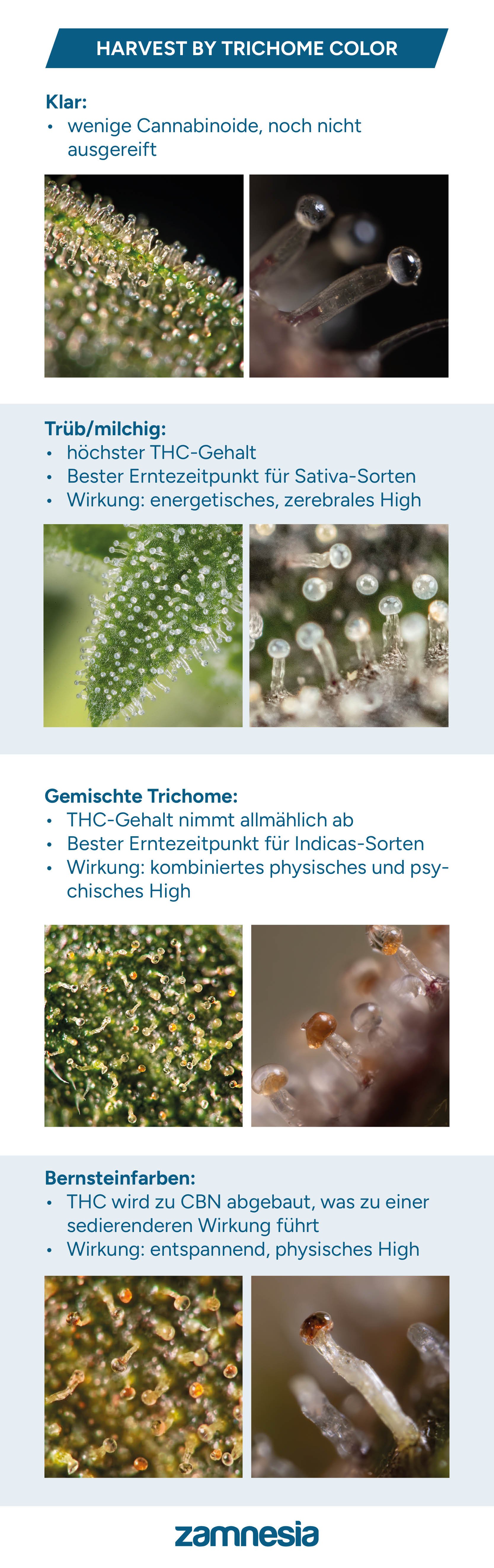 Trichom-Erntetabelle