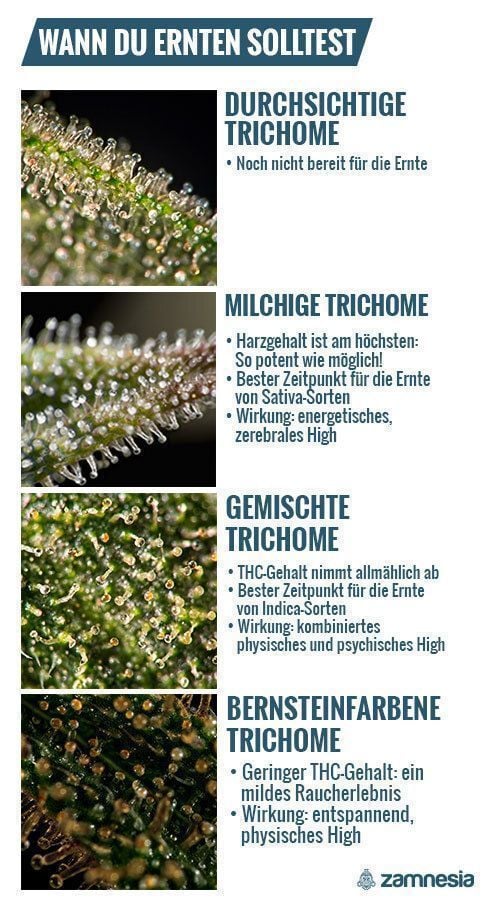 Bestimmung Der Erntezeit Mit Trichomen