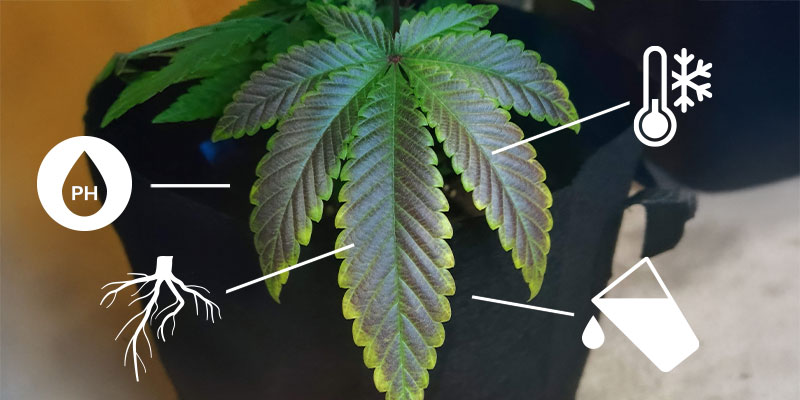 Ursachen für Phosphormangel