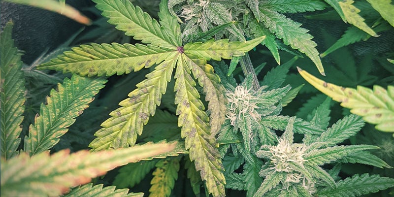 Wie ein Phosphormangel bei Cannabispflanzen aussieht