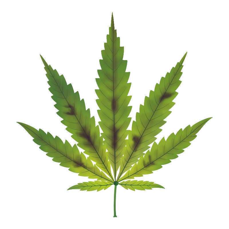 Phosphormangel Bei Cannabispflanzen: Fortschreiten des Phosphormangels