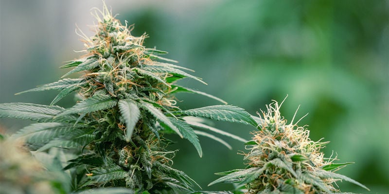 Zinkmangel bei Cannabis: Leicht zu beheben