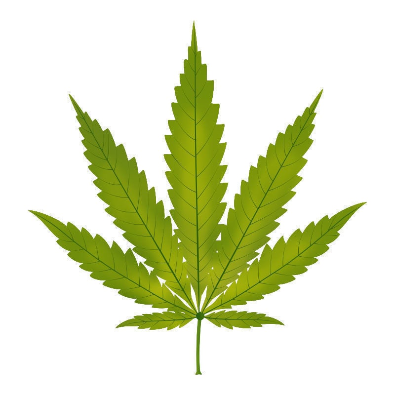 Zinkmangel Bei Cannabispflanzen: Beginn des Zinkmangels