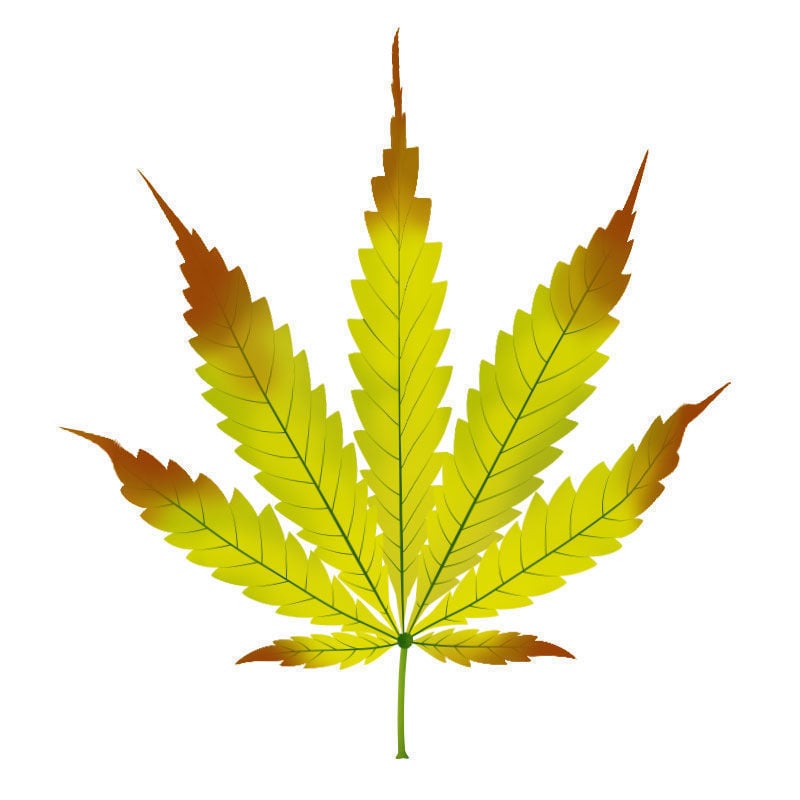 Zinkmangel Bei Cannabispflanzen: Spätstadium des Zinkmangels