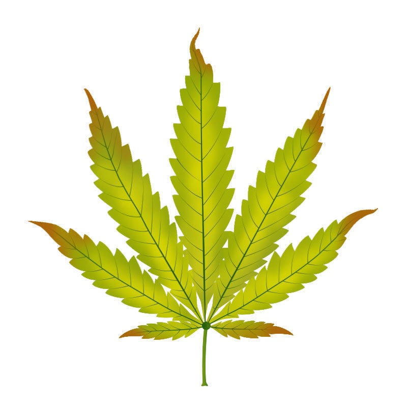 Zinkmangel Bei Cannabispflanzen: Fortschreiten des Zinkmangels